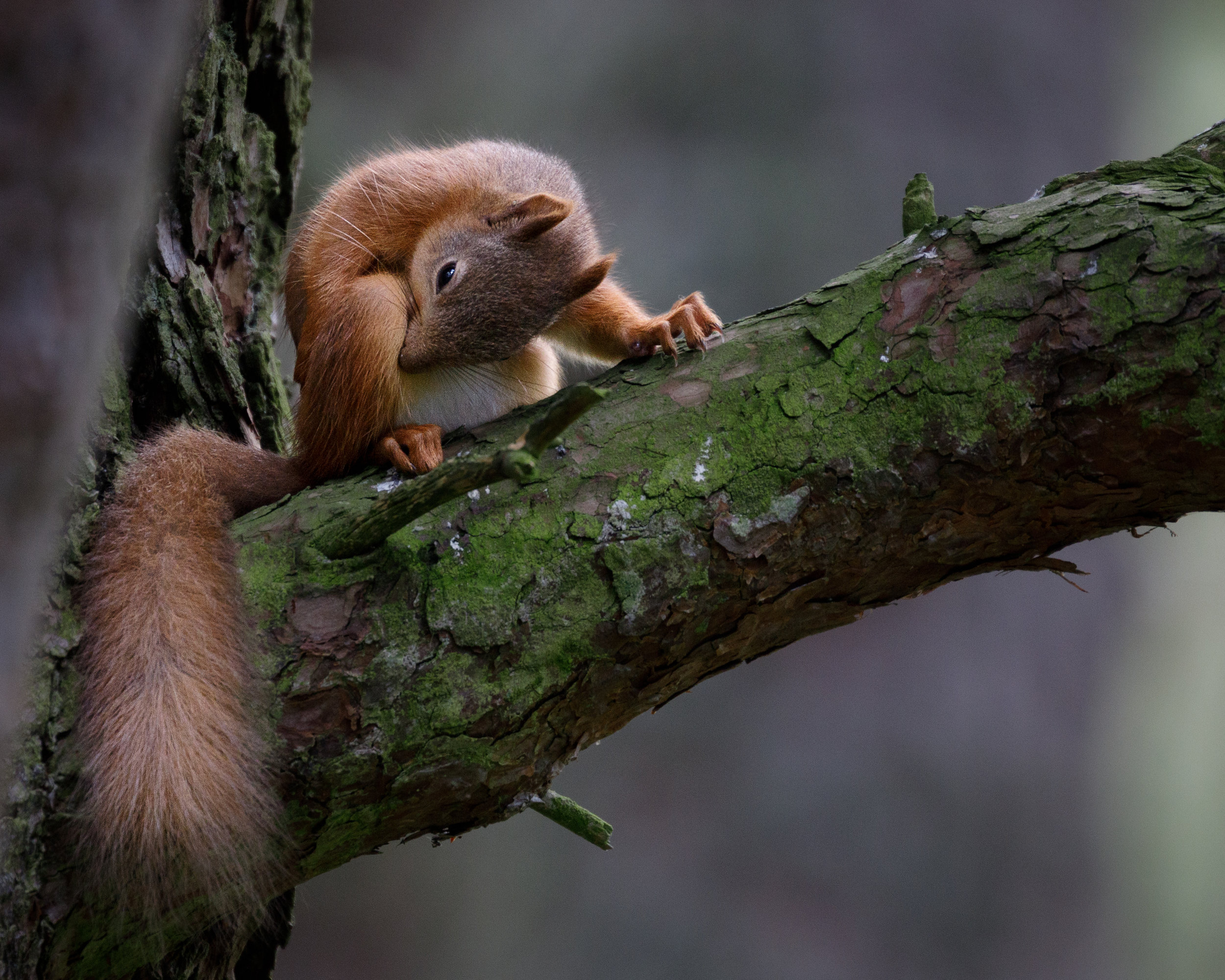 Eurasian Red Squirrel by Ricky Kresslein