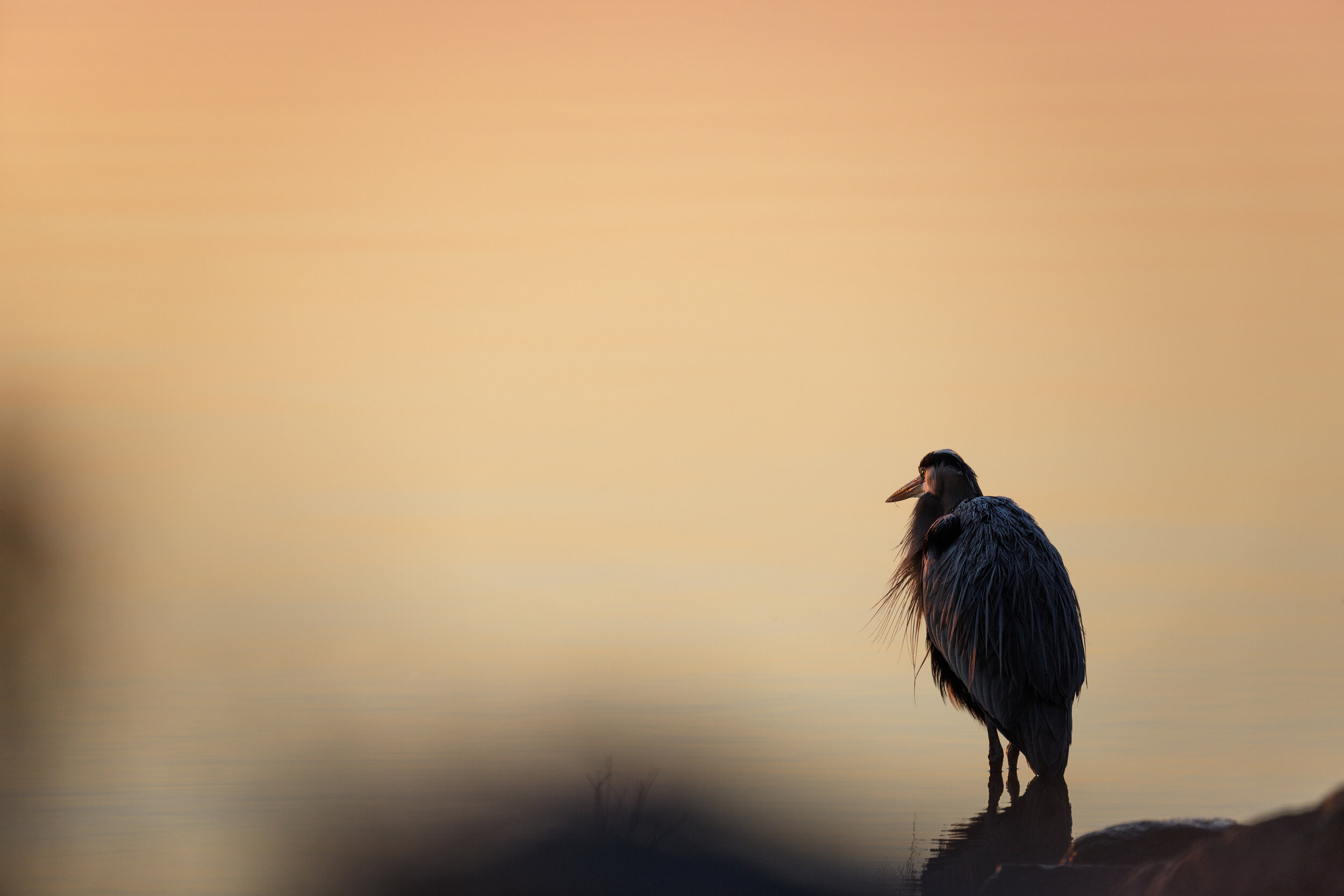 Blue Heron by Ricky Kresslein