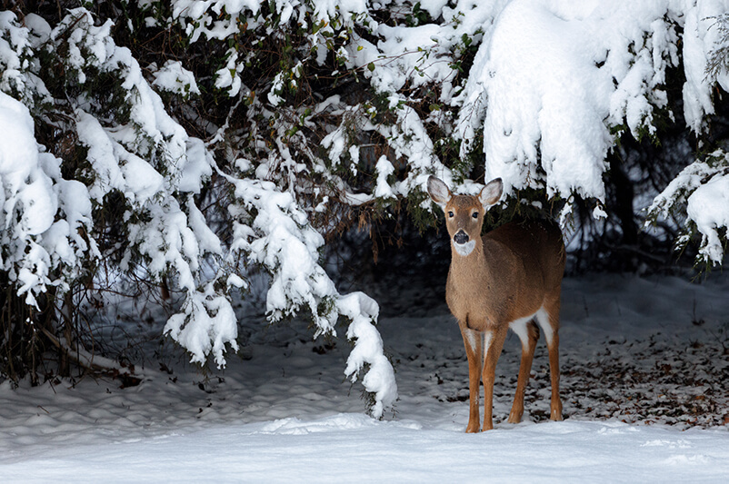 White-tailed Deer by Ricky Kresslein